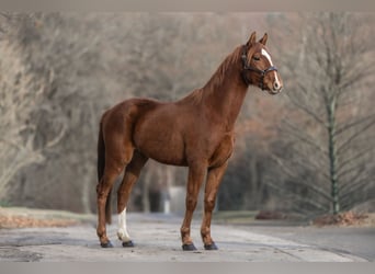 KWPN, Caballo castrado, 3 años, 163 cm, Alazán