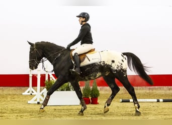 KWPN, Caballo castrado, 3 años, 163 cm, Atigrado/Moteado