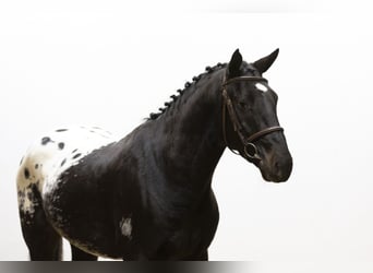 KWPN, Caballo castrado, 3 años, 163 cm, Atigrado/Moteado