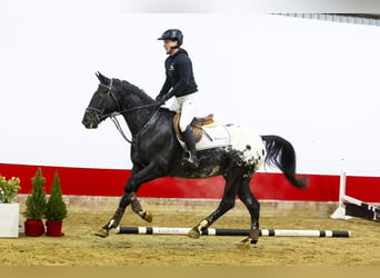 KWPN, Caballo castrado, 3 años, 163 cm, Atigrado/Moteado