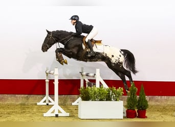 KWPN, Caballo castrado, 3 años, 163 cm, Atigrado/Moteado