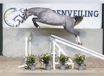 KWPN, Caballo castrado, 3 años, 163 cm