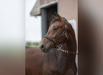 KWPN, Caballo castrado, 3 años, 163 cm, Castaño oscuro