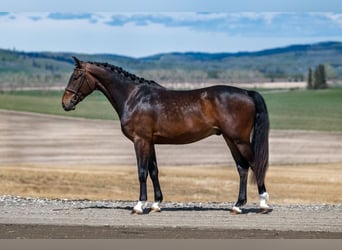 KWPN, Caballo castrado, 3 años, 163 cm, Castaño oscuro