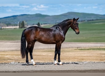 KWPN, Caballo castrado, 3 años, 163 cm, Castaño oscuro