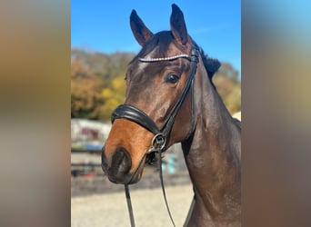 KWPN, Caballo castrado, 3 años, 163 cm, Castaño rojizo