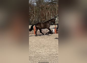 KWPN, Caballo castrado, 3 años, 163 cm, Castaño rojizo