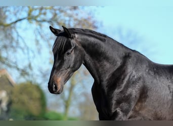 KWPN, Caballo castrado, 3 años, 163 cm, Morcillo