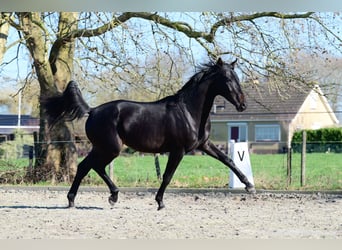 KWPN, Caballo castrado, 3 años, 163 cm, Morcillo