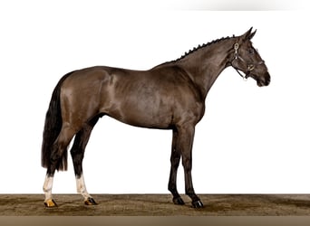 KWPN, Caballo castrado, 3 años, 163 cm, Negro