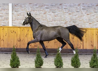 KWPN, Caballo castrado, 3 años, 163 cm, Negro