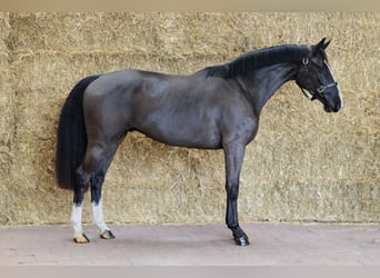 KWPN, Caballo castrado, 3 años, 163 cm, Negro