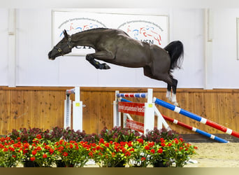 KWPN, Caballo castrado, 3 años, 163 cm, Negro