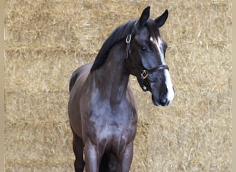 KWPN, Caballo castrado, 3 años, 163 cm, Negro