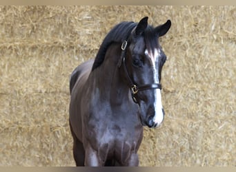 KWPN, Caballo castrado, 3 años, 163 cm, Negro