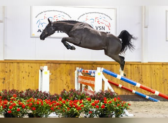 KWPN, Caballo castrado, 3 años, 163 cm, Negro