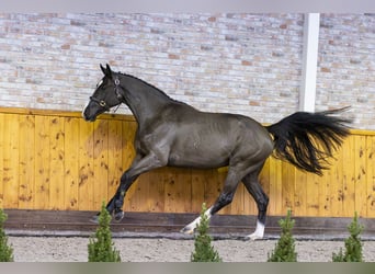 KWPN, Caballo castrado, 3 años, 163 cm, Negro