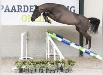 KWPN, Caballo castrado, 3 años, 163 cm, Tordillo negro