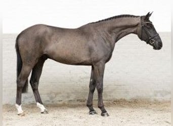 KWPN, Caballo castrado, 3 años, 163 cm, Tordillo negro