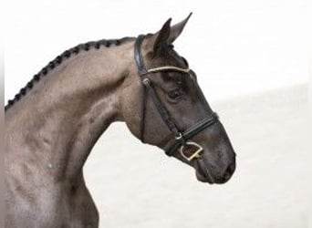 KWPN, Caballo castrado, 3 años, 163 cm, Tordillo negro