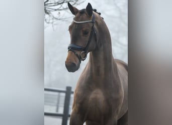 KWPN, Caballo castrado, 3 años, 164 cm, Castaño