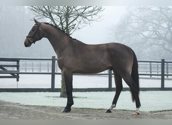 KWPN, Caballo castrado, 3 años, 164 cm, Castaño