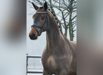 KWPN, Caballo castrado, 3 años, 164 cm, Castaño