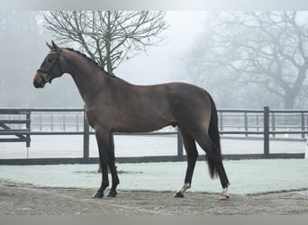 KWPN, Caballo castrado, 3 años, 164 cm, Castaño