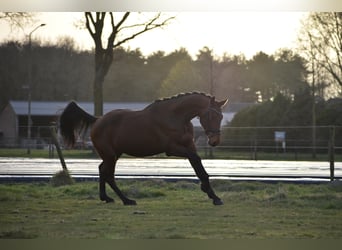 KWPN, Caballo castrado, 3 años, 164 cm, Castaño