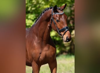 KWPN, Caballo castrado, 3 años, 164 cm, Castaño claro