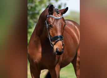 KWPN, Caballo castrado, 3 años, 164 cm, Castaño claro