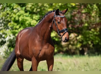 KWPN, Caballo castrado, 3 años, 164 cm, Castaño claro