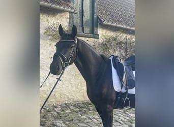 KWPN, Caballo castrado, 3 años, 164 cm, Negro