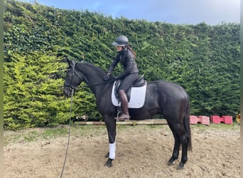 KWPN, Caballo castrado, 3 años, 164 cm, Negro