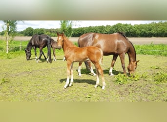 KWPN, Caballo castrado, 3 años, 165 cm, Alazán-tostado