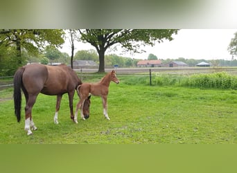 KWPN, Caballo castrado, 3 años, 165 cm, Alazán-tostado