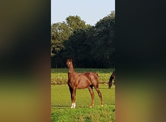 KWPN, Caballo castrado, 3 años, 165 cm, Alazán-tostado