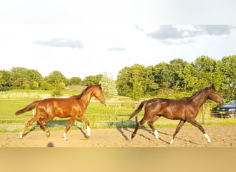 KWPN, Caballo castrado, 3 años, 165 cm, Alazán-tostado