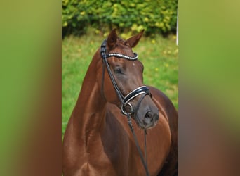 KWPN, Caballo castrado, 3 años, 165 cm, Alazán-tostado