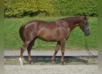 KWPN, Caballo castrado, 3 años, 165 cm, Alazán-tostado