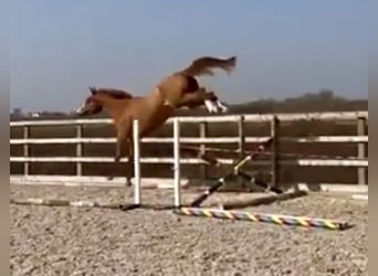 KWPN, Caballo castrado, 3 años, 165 cm, Alazán-tostado