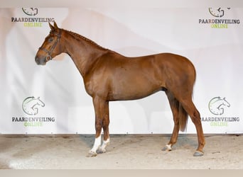 KWPN, Caballo castrado, 3 años, 165 cm, Alazán-tostado
