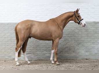 KWPN, Caballo castrado, 3 años, 165 cm