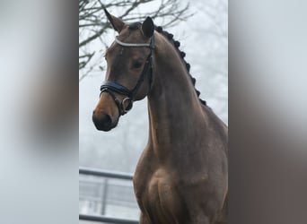 KWPN, Caballo castrado, 3 años, 165 cm, Castaño