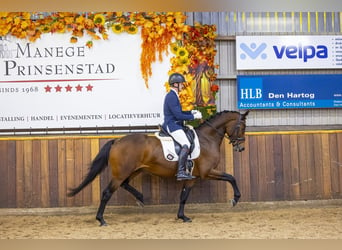 KWPN, Caballo castrado, 3 años, 165 cm, Castaño