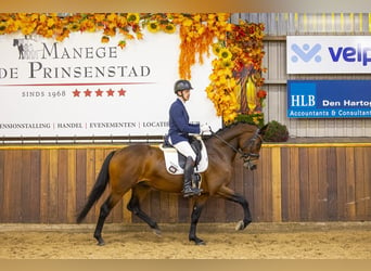 KWPN, Caballo castrado, 3 años, 165 cm, Castaño