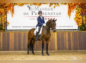 KWPN, Caballo castrado, 3 años, 165 cm, Castaño