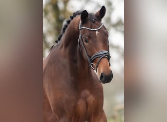 KWPN, Caballo castrado, 3 años, 165 cm, Castaño