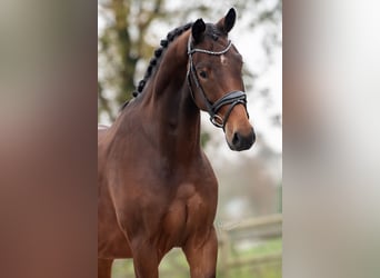 KWPN, Caballo castrado, 3 años, 165 cm, Castaño