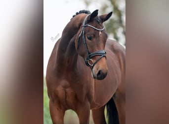 KWPN, Caballo castrado, 3 años, 165 cm, Castaño